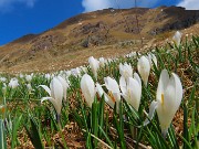 11 Distese di crocus sui pascoli del Monte Campo